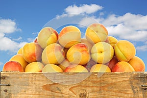 Fresh colorful apricots in a wooden crate