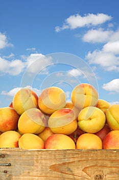 Fresh colorful apricots in a wooden crate