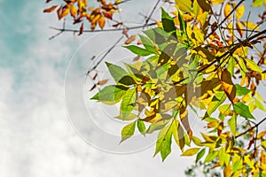 Fresh colorful autumn leaves