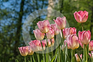 Fresh colorful blooming pink and orange tulips in the spring garden