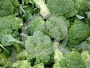 Fresh colorful broccoli