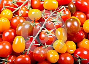 Fresh colorful cherry tomatoes