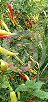 fresh colorful chilies