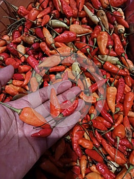 Fresh colorful chillies, pilled up at asian modern market