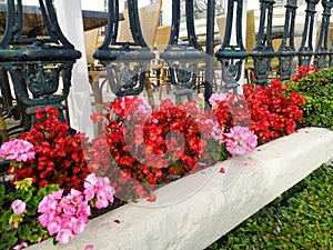 Fresh colorful flowers put in a vase