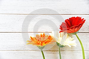 Fresh colorful gerbera white red and orange flowers blooming on white wooden background from spring gerbera garden