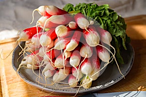 Fresh colorful organic french radish vegetables on plate in sunlight