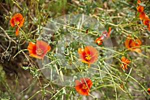 Fresh colorful shades of orange poppy wild flower along walking trail in red valley with green leaves background, selective focus