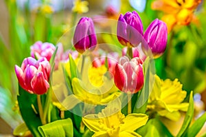 A fresh and colorful spring bouquet with tulips and daffodils