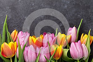 Fresh colorful tulip flowers