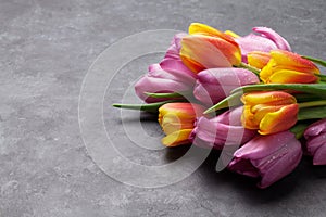 Fresh colorful tulip flowers