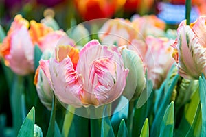 Fresh colorful tulip flowers in sunny spring day