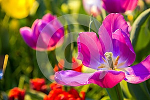 Fresh colorful tulip flowers in sunny spring day