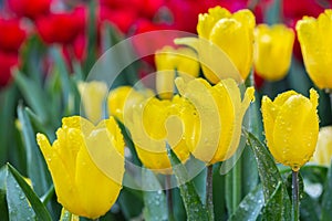 Fresh colorful tulips flower bloom in the garden