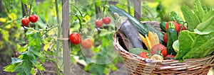 fresh and colorful vegetables in basket