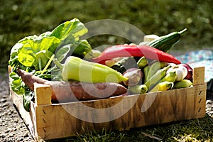 Fresh and colorful vegetables in the box in the garden close up. Healthy lifestyle concept with home grown bio vegetables