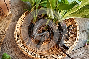 Fresh comfrey or knitbone root in a basket on a table