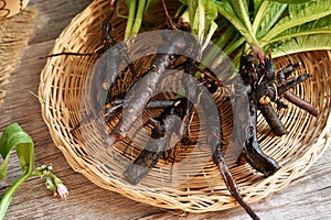 Fresh comfrey or Symphytum root in a basket on a table