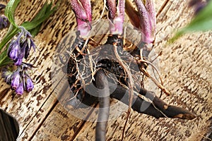 Fresh comfrey or Symphytum root on a wooden table