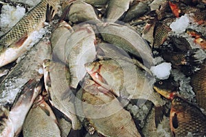 Fresh common bream or carp bream Abramis brama displayed for sale in a fishmonger.