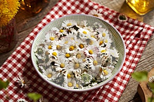 Fresh common daisy flowers in a bowl - ingredient for herbal syrup