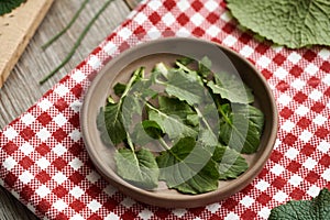 Fresh common nipplewort leaves - wild edible plant harvested in winter, with onion grass and garlic mustard