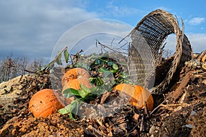 Fresh compost pile and old broken basket lit by the setting sun. Ecology and food waste concept