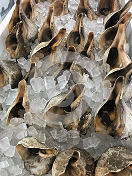 Fresh Conch on Ice in an Asian Marketplace