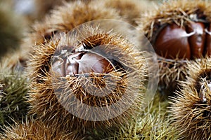 Fresh conkers