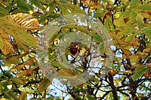 Fresh conkers and leaves from a \'horse chestnut\' tree, in the autumn