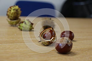 Fresh conkers with their shells