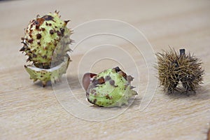 Fresh conkers with their shells