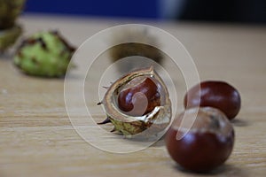 Fresh conkers with their shells