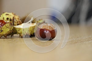 Fresh conkers with their shells