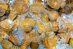 Fresh cooked Balmain Bugs or Moreton Bay Bugs placed on a bed of ice cubes