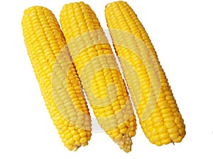 Boiled Corn cob isolated on white background photo