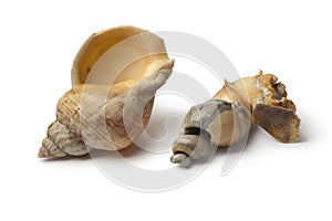 Fresh cooked common whelk