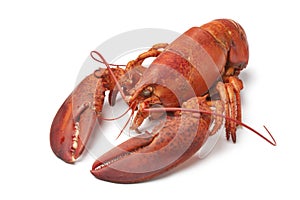 Fresh cooked lobster