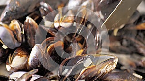 Fresh cooked mussels in the shell full frame close up