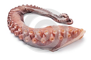 Fresh cooked octopus tentacle close up