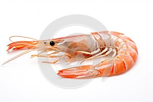 Fresh cooked shrimp isolated