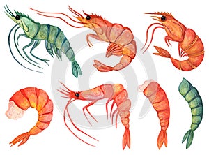 Fresh and cooked shrimp watercolor set. Hand drawn illustration isolated on white background. Seafood sketch, raw and boiled prawn