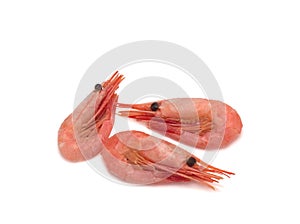 Fresh cooked shrimp on white background