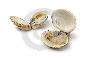 Fresh cooked warty venus clams