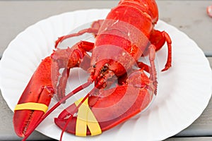 Fresh cooked whole lobster