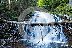 Water from stream runs among stones and runs under an log in a forest