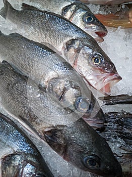 Fresh cooled fish sibias mascara whole on ice