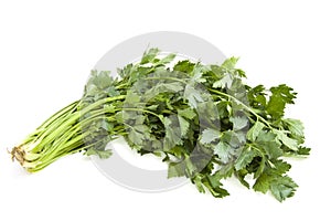 Fresh coriander