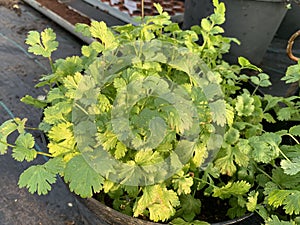 Fresh coriander