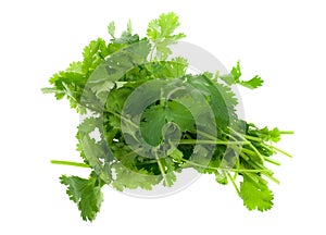 Fresh coriander